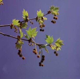 Kalavrita. Blühende Platanenzweige (Platanus) vorm Mega Spílaion