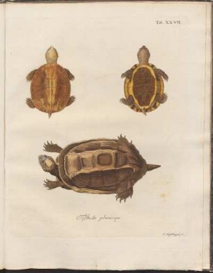 Tab. XXVII: Testudo planiceps