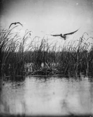 Lachmöwe : Lachmöwe (Chroicocephalus ridibundus Linnaeus) zum Nest fliegend.