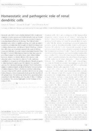 Homeostatic and pathogenic role of renal dendritic cells