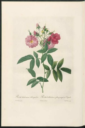 Rosa Hudsoniana Subcorymbosa. Rosier d'Hudson à fleurs presqu'en Corymbe. Eug. Talbaux sculp.