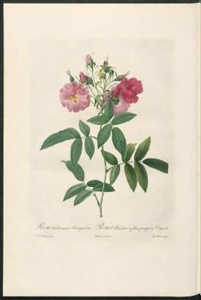 Rosa Hudsoniana Subcorymbosa. Rosier d'Hudson à fleurs presqu'en Corymbe. Eug. Talbaux sculp.