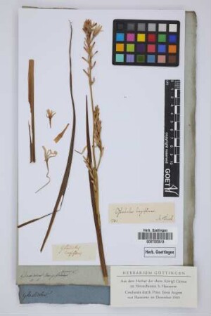 Gladiolus longiflorus