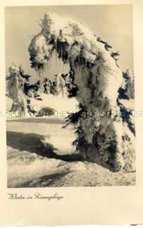 Verschneite Tannen im Riesengebirge