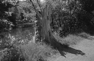 In Pardubice an einem alten Elbe-Arm