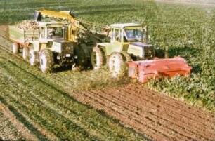 Fotografie: Zuckerrübe, Zweiphasiges Ernteverfahren