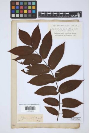 Juglans cinerea oblonga