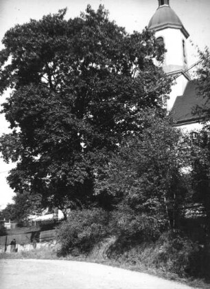 Seifhennersdorf. Ahorn am Aufgang zur Kirche. Blick von Süden