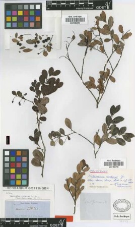 Vaccinium cubense Griseb. [holotype]