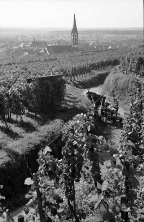 Ihringen: Hohlweg mit Weinkarren, Hintergrund Kirchturm