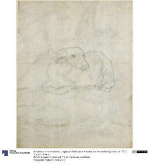 Liegender Büffel [nicht Maarten van Heemskerck]