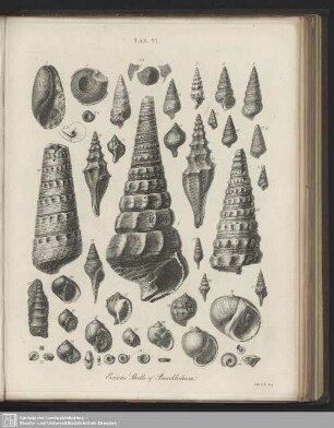 Tab. VI. Eocene Shells of Bracklesham