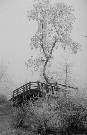 Holzbrücke im Johannapark, im Vordergrund vereiste Sträucher