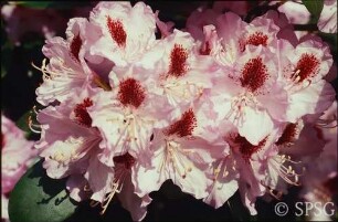 Potsdam, Park Sanssouci, Sträucher und Klettergehölze, Blüte.