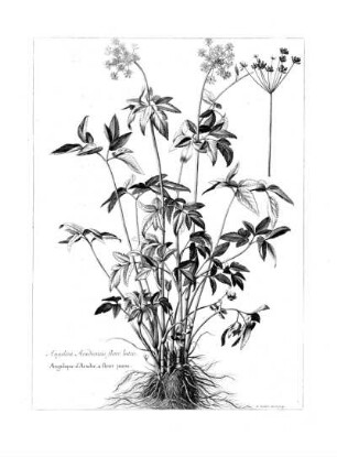 Angelica Acadiensis Flore Luteo