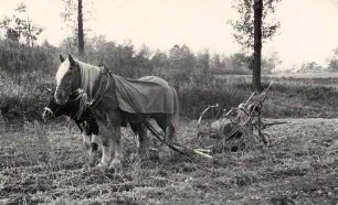 Kartoffelernte in Niedergurig : Běrnjace žně w Delnjej Hórce