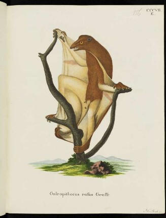 CCCVII. E. Galeopithecus rufus Geoffr.