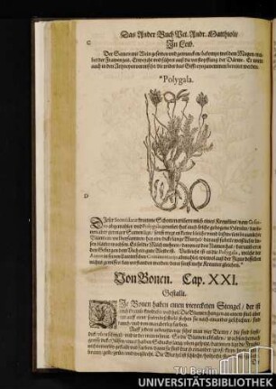 Cap. XXI. Von Bonen.