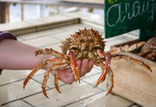 Frankreich. Basse Normandie. Calvados. Grandcamp Maisy. Fischemarkt. Araignee. Meerspinne