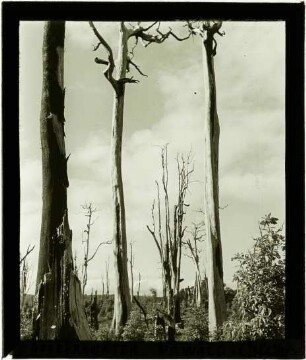 verbrannter Urwald