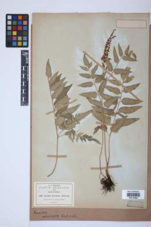 Anemia mexicana Kl.