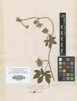 Convolvulus