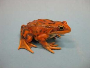 Grasfrosch, Rana temporaria, weiblich