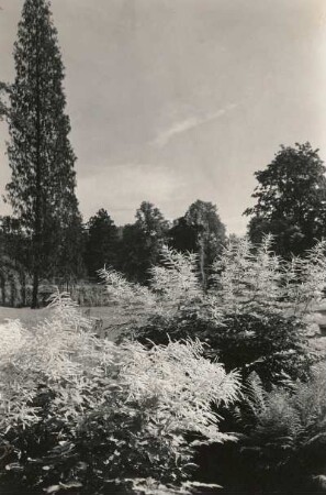 Dresden-Loschwitz. Schloss Eckberg. Im Park