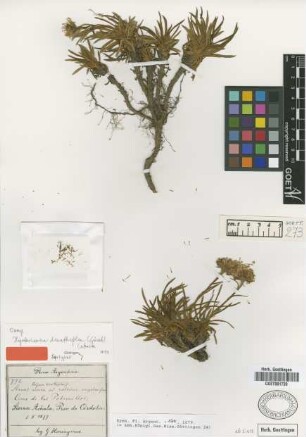 Erigeron dianthifolius Griseb. [syntype]