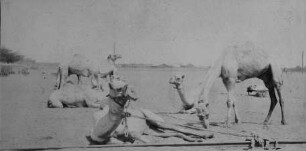 Tiere des britischen Kamelkorps in Khartum [Reise nach dem Sudan, Band 1]