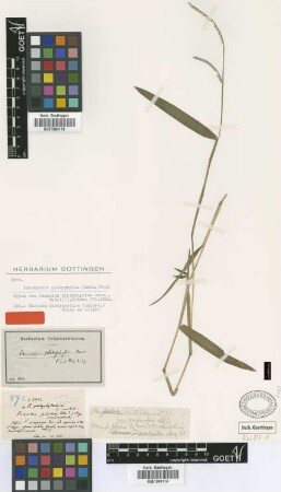 Panicum platyphyllum (Griseb.) Munro ex C.Wright [type]