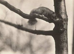 Siebenschläfer (Glis glis L.) kletternd