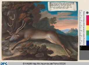 Bei der Jagd erlegter Hirsch