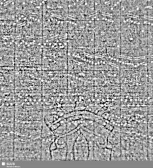 Lilienschild + IESV / LW = S.3/4