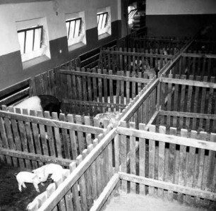 Buchten für Zuchtschweine