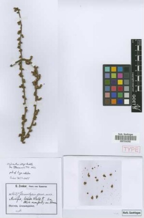 Chytranthus villiger Radlk. [isotype]