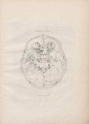 Decursus nervorum cerebri per foramina et canales cranii, per orbitam et fossam temporalem (Lineartafel)