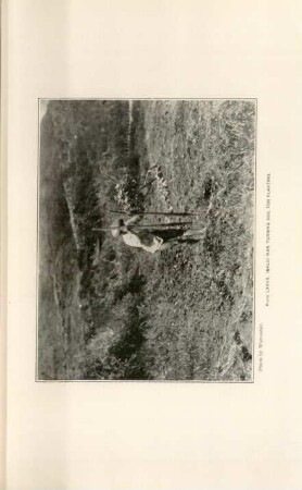 Plate LXXVII. Ibaloi man turning soil for planting