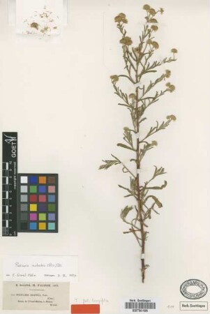 Pulicaria arabica Cass.