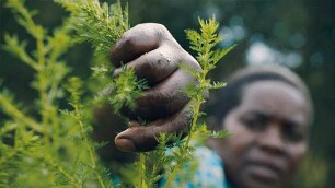 Das Fieber - Der Kampf gegen Malaria