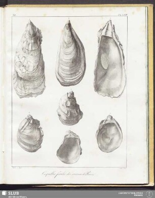 Pl. LVIII