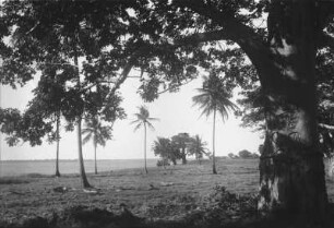 Landschaft bei Tanga : Panorama einer Landschaft mit Bäumen bei Tanga