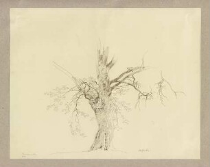 Alter Baum bei Braunfels