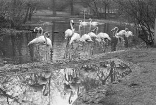 Kubanische Flamingos im Karlsruher Zoo