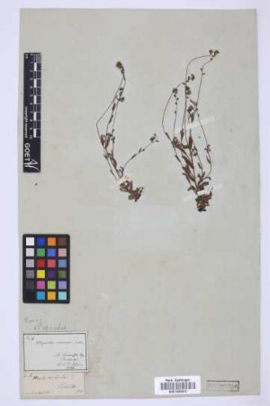 Myosotis versicolor Sm.