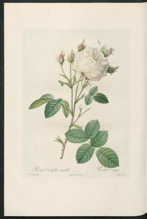Rosa Centifolia mutabilis. Rosier unique. Bessin sculp.
