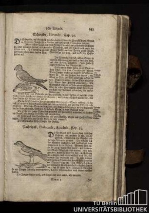 Cap. 52. Schwalbe, Hirundo.