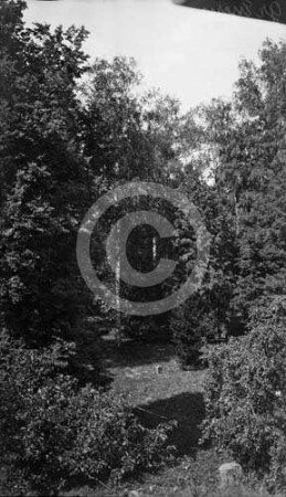 Wald Groß-Essern