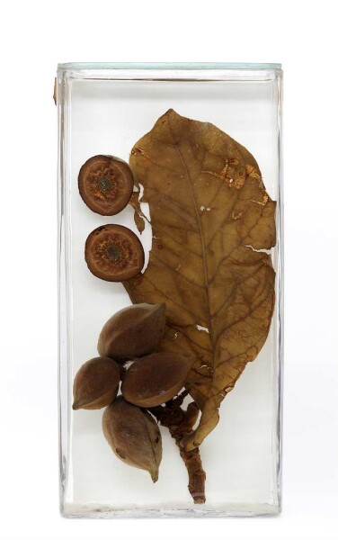 Terminalia catappa L. aus Ostafrika