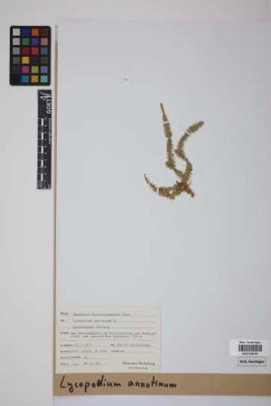 Lycopodium annotinum annotinum L.